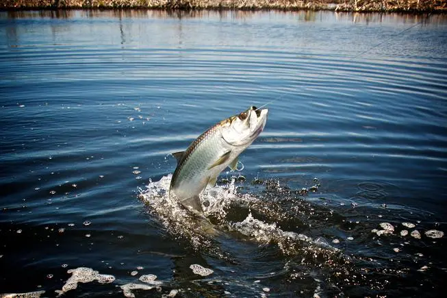 430a7cb8717f3961ea3a117b72c7b9eb A fish leaps out of the water, creating splashes on the surface under clear skies in a natural setting.