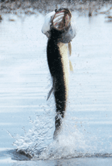 790b9e88b13748aafe0c11e52d0ae314 Fish jumping out of water, mouth open wide and water splashing around.