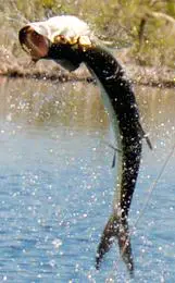 d590aa89fb7df97d27ec24a5208734cf A large fish leaps out of the water, creating splashes, with greenery visible in the background.